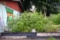 frihashhus5