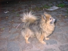 idefix